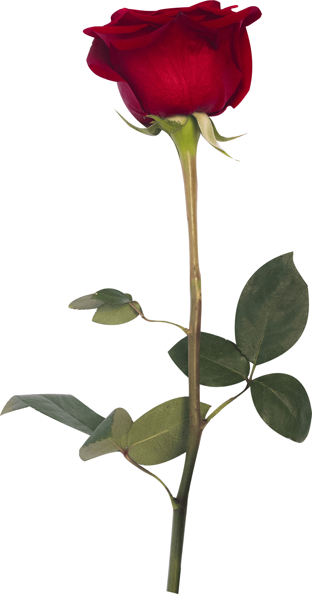 primepng